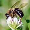 Bee on clover blossom