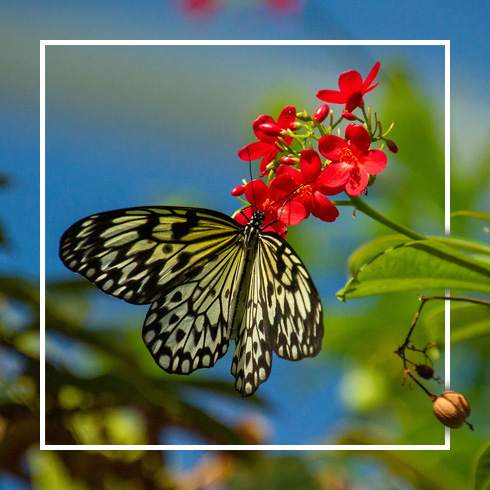 Butterfly House