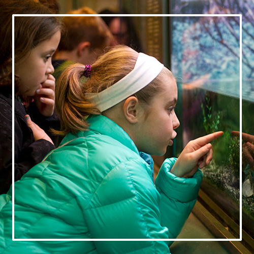 Girls looking into aquarium