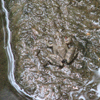 Cricket Frog