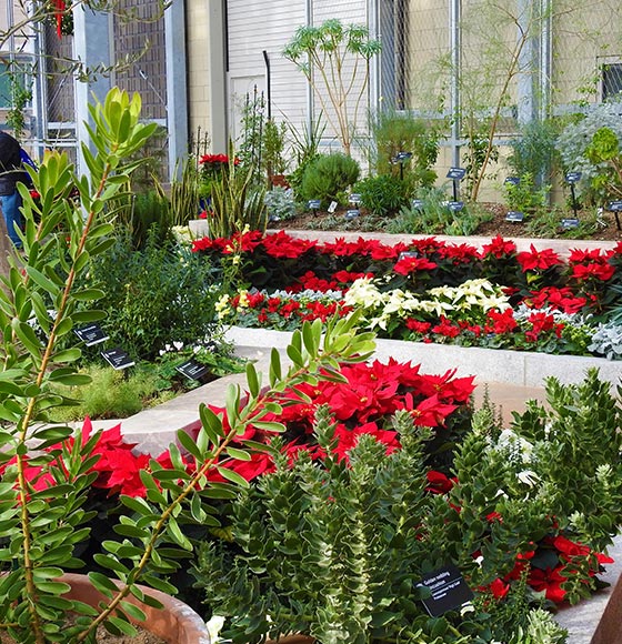 Red, green, and white flowers among conservatory beds