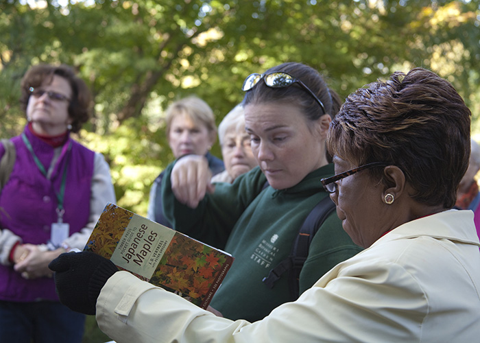 Japanese maple class