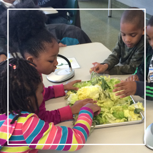 Students investigate plant parts