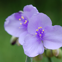 Spiderwort