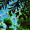 Plants inside Climatron