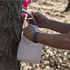 Person tapping maple tree